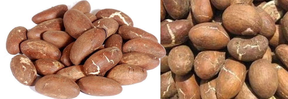 bitter-kola-nuts